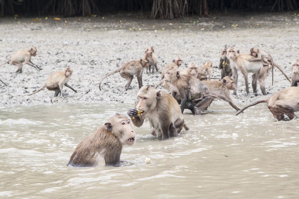 Group of crab-eating macaques on the shore
