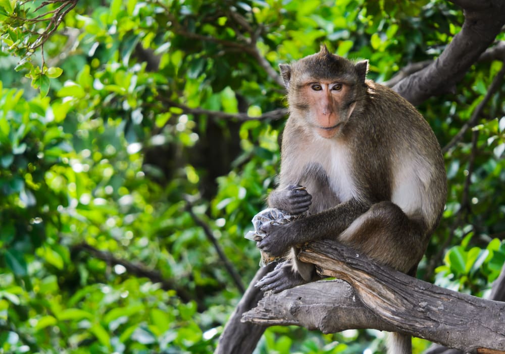 A crab-eating macaque sitting on a tree