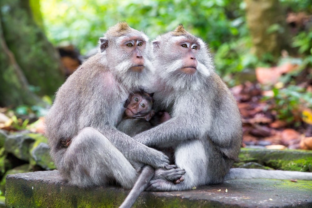 Family of crab-eating macaque hugging in a forest