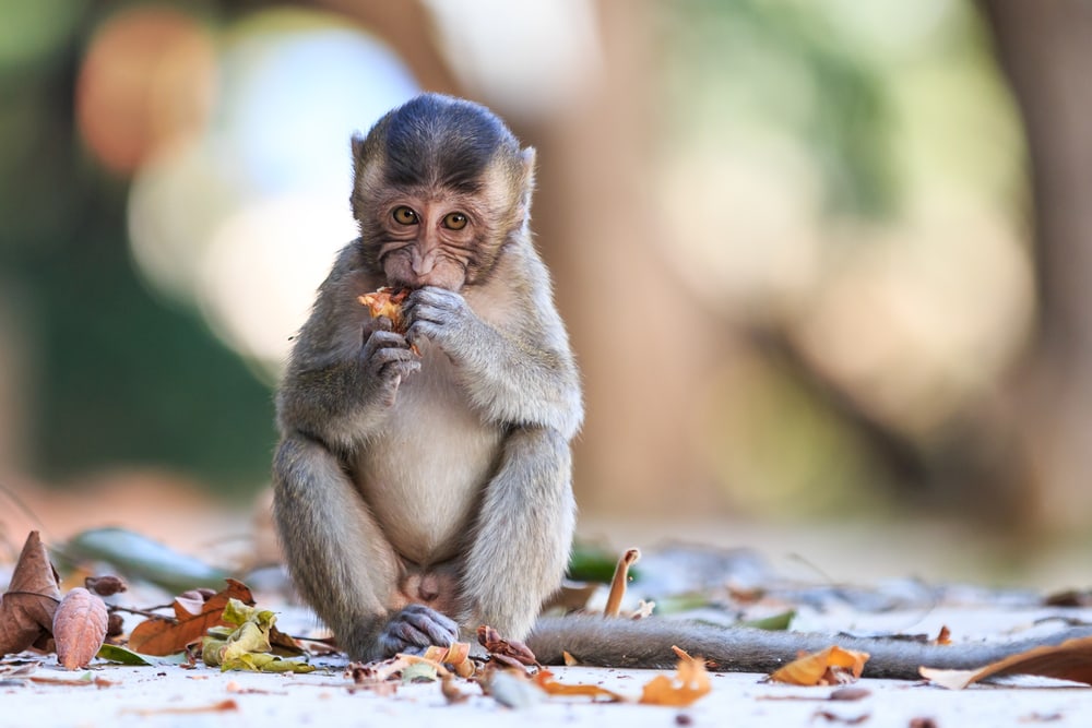 A young crab-eating macaque eating a fruit