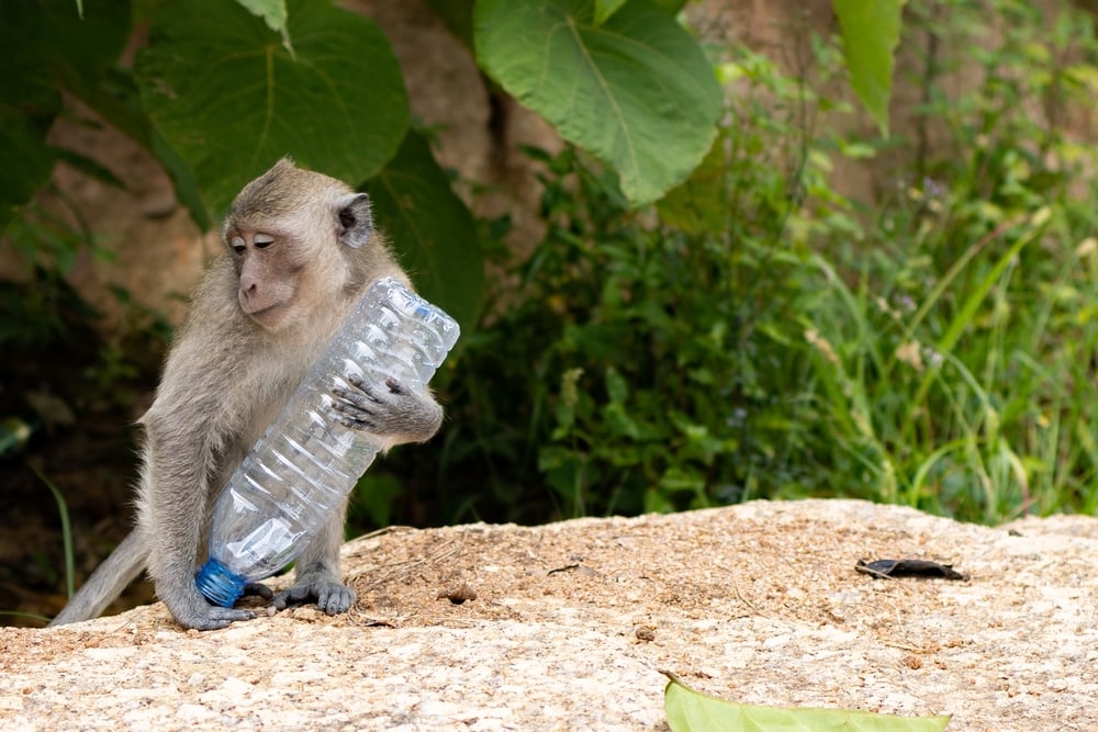 A crab-eating macaque holding a plastic bottle