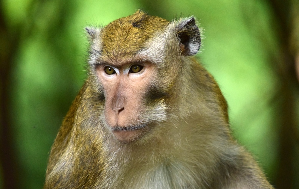 Close up image of a crab-eating macaque or also known as long-tailed macaque