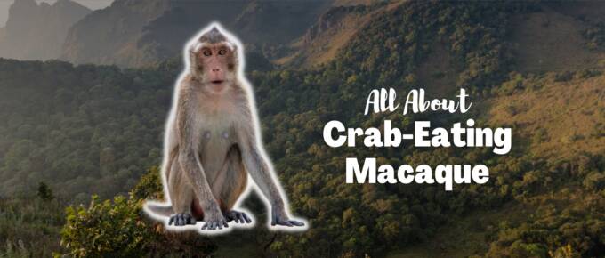 crab-eating macaque featured image