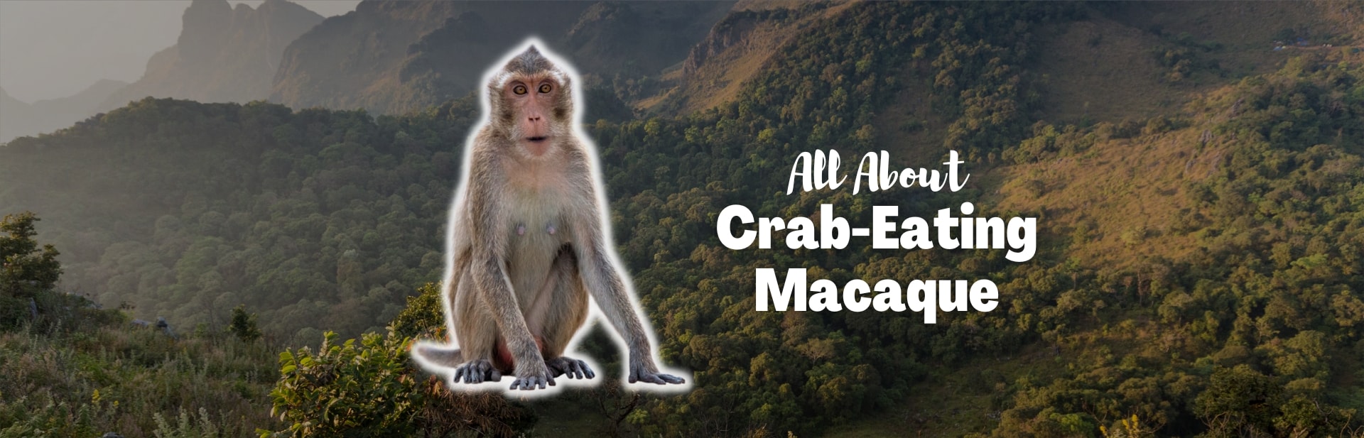 Crab-Eating Macaque: The Primate That Dives for Dinner