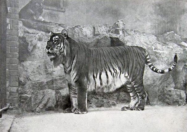 Extinct Caspian Tiger on black and white