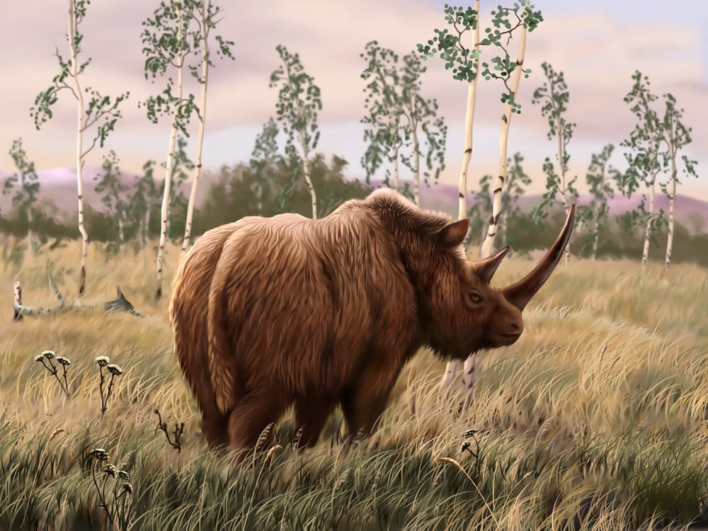Illustration of the extinct Woolly Rhinoceros in a field