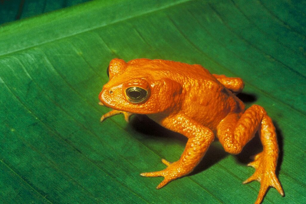 Extinct Golden Toad laying on a leaf