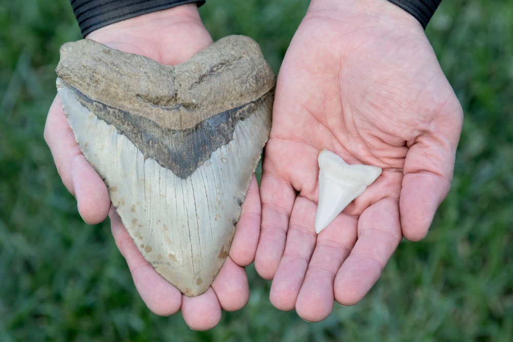 Teeth of the extinct Megalodon shark on the hands of a woman