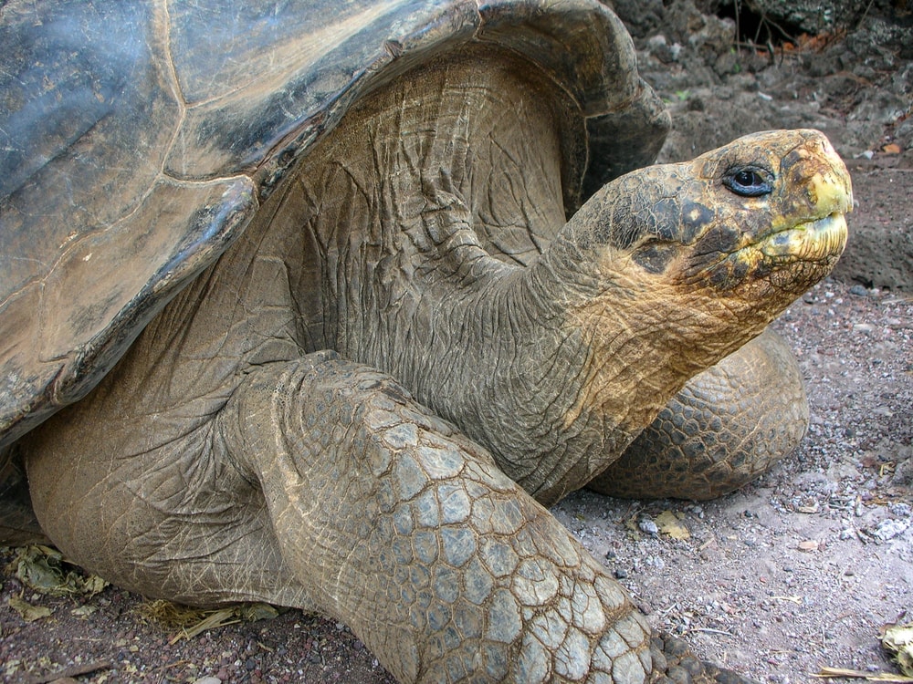 Extinct Pinta Giant Tortoise on the stone