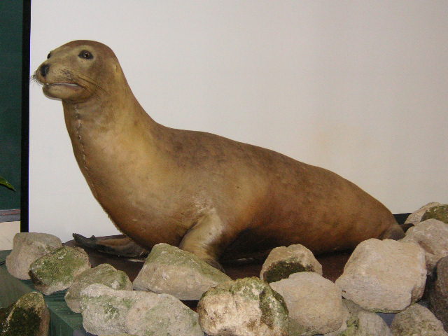 Extinct Japanese Sea Lion sitting on a stone
