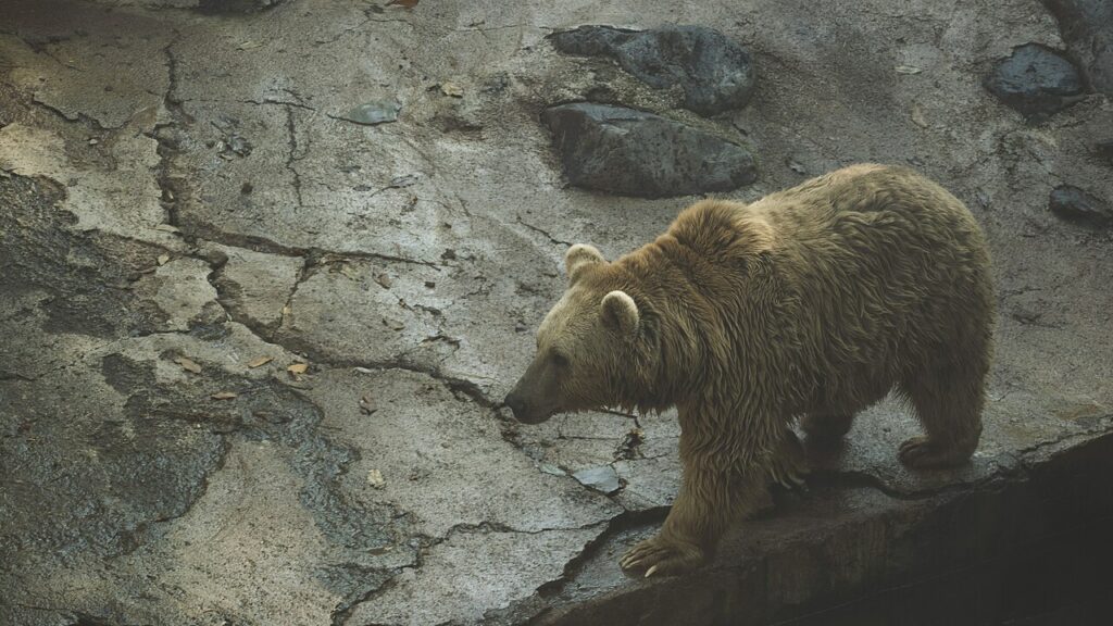 Extinct Mexican Grizzly Bear walking on a broken soil