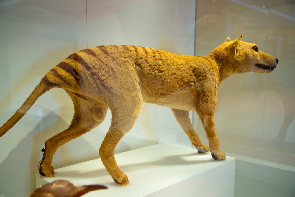 Extinct Tasmanian Tiger modeled in a museum