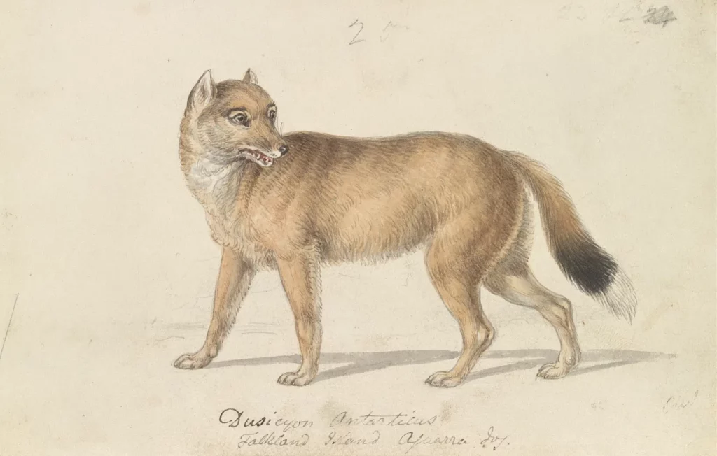 Extinct Falkland Islands Wolf drawn on an old paper