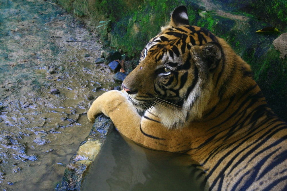 Extinct Javan Tiger on the side of a river