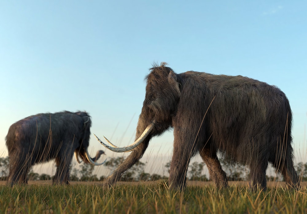 Illustration of extinct Woolly Mammoth in a field