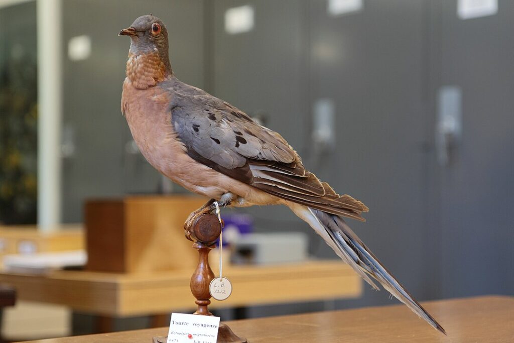 Extinct Passenger Pigeon in a museum