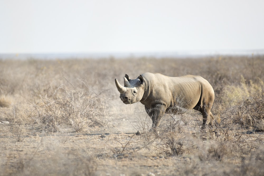 Extinct West African Black Rhino in the fields