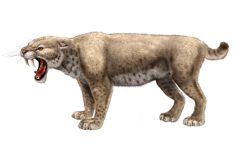 Extinct Saber-toothed Cats illustrated in white background