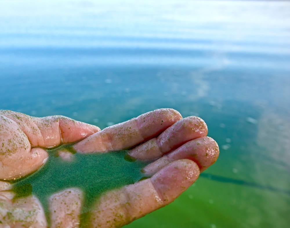 hand holding a polluted water  with blue green algae