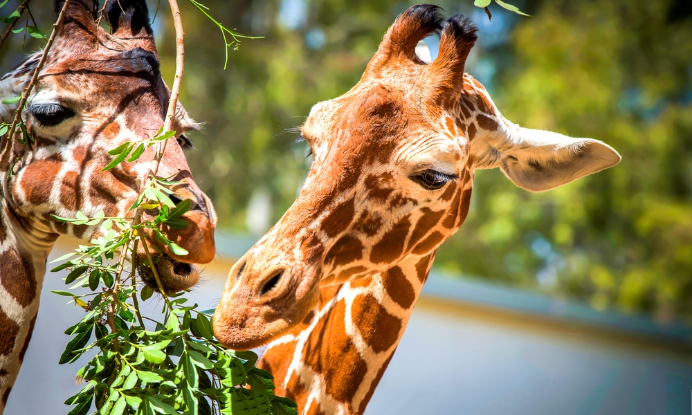 A giraffe eating a grass