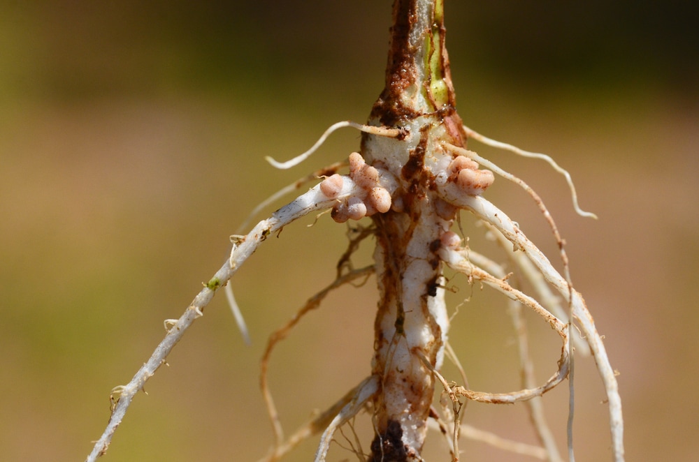 Root nodules occur on the roots of plants  with symbiotic nitrogen-fixing bacteria 
