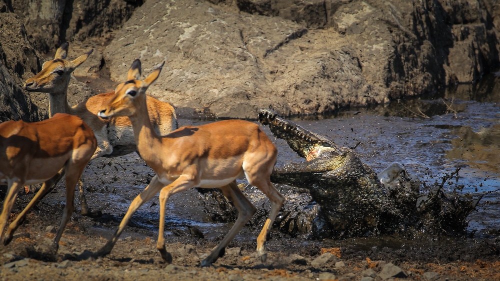 A crocodile attacking a group of impala by the river