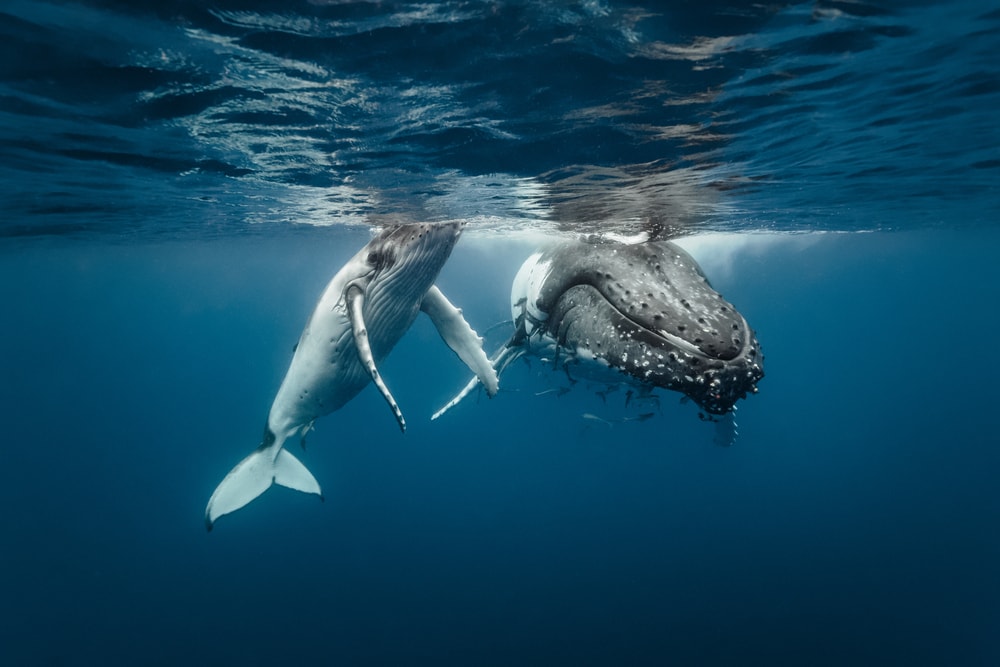 Male and woman humpback whale on the surface of the ocean