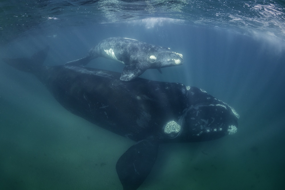 Northern right whale mother and its baby laying below the surface of the ocean