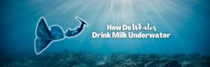 How do whales drink milk underwater featured image