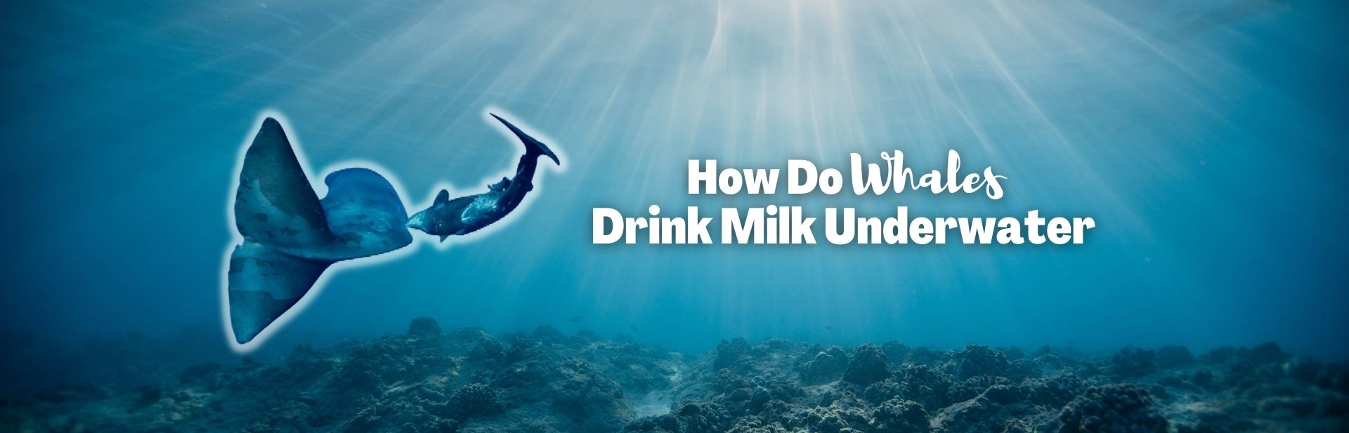 Nurturing Under the Sea: How Do Whales Drink Milk Underwater?