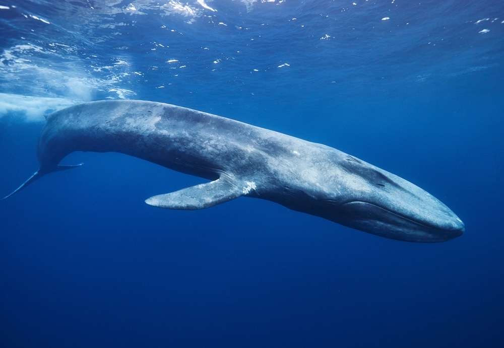 A blue whale in the ocean