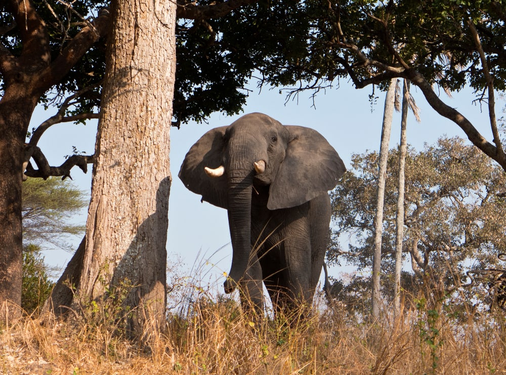 A bull elephant standing beside a tree