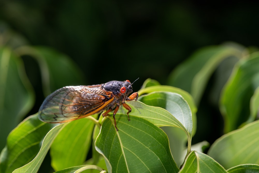 a cicada hanging out on a leaf