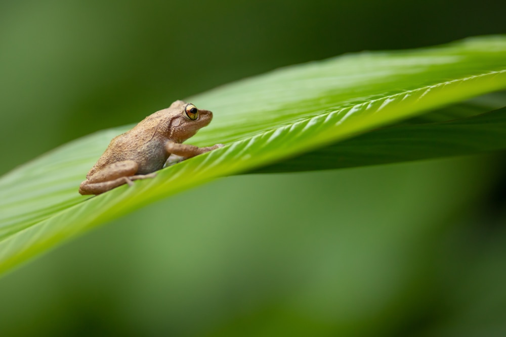 A small coqui frog on top of a leaf