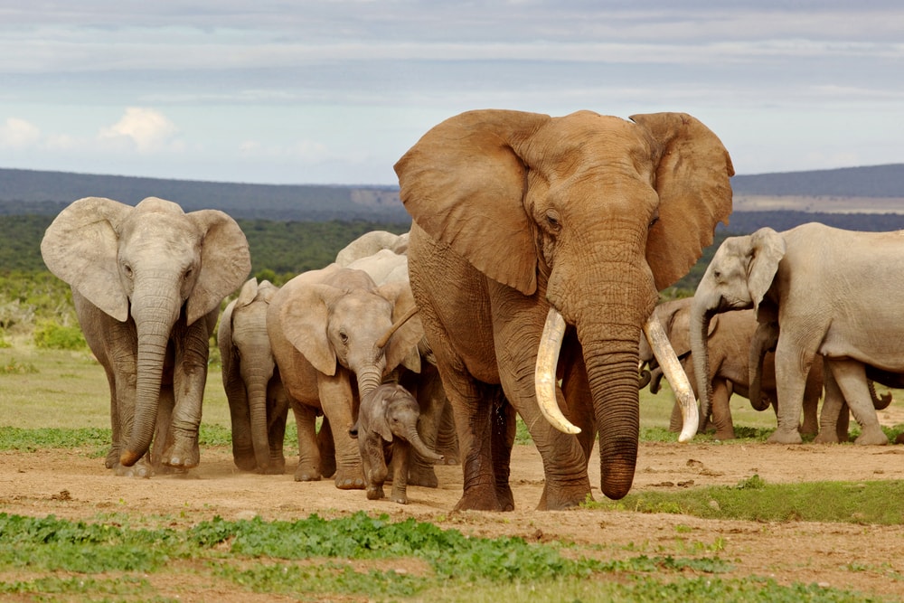 A herd of elephant in a savannah