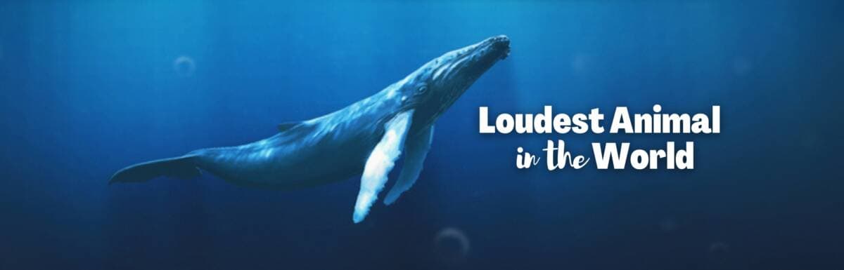 loudest animal in the world featured image