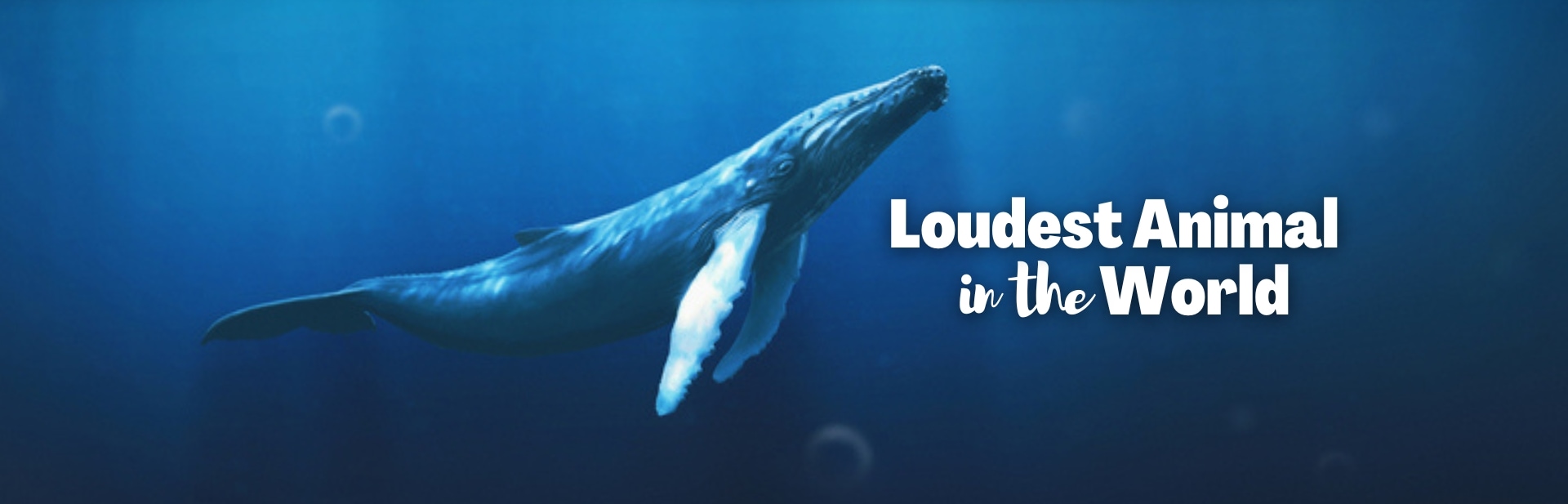Nature’s 11 Loudest Voices: What Is the Loudest Animal in the World?