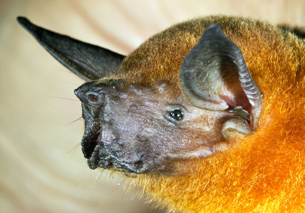 Close up of a greater bulldog bat or also known as greater fishing bat