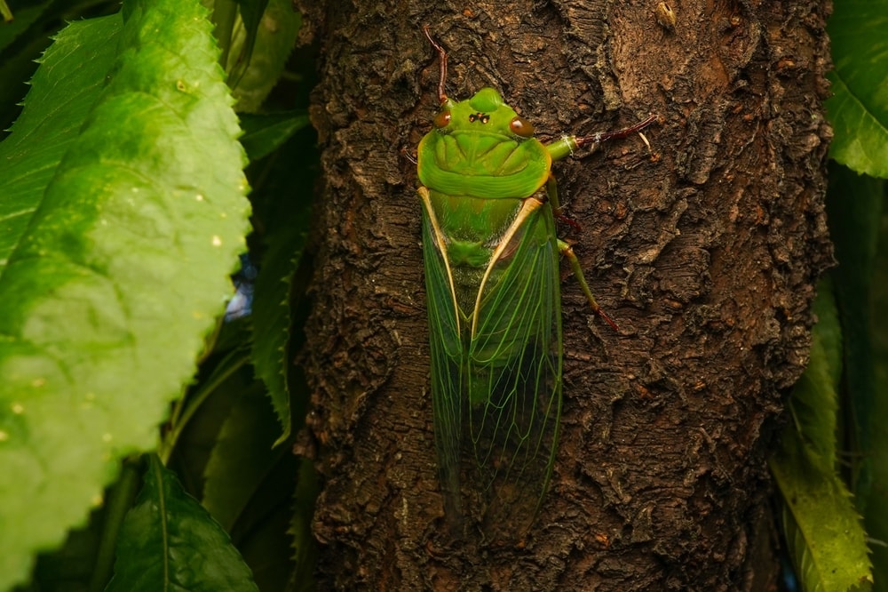 A green grocer cicada on a tree trunk