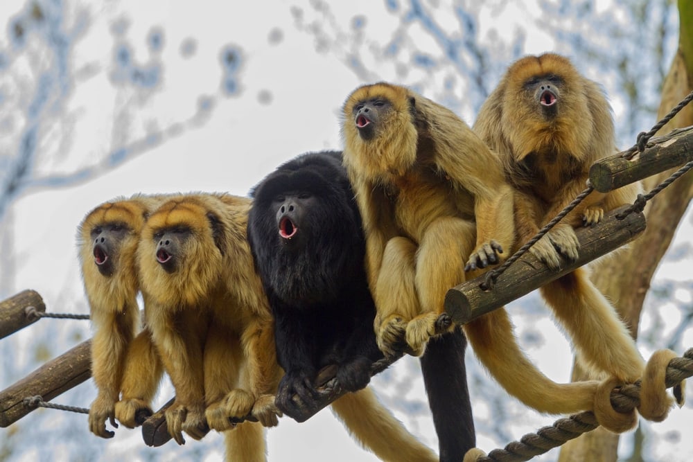 pack of howler monkeys on a tree
