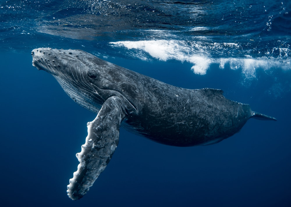 Close up of a humpback whale in the ocean