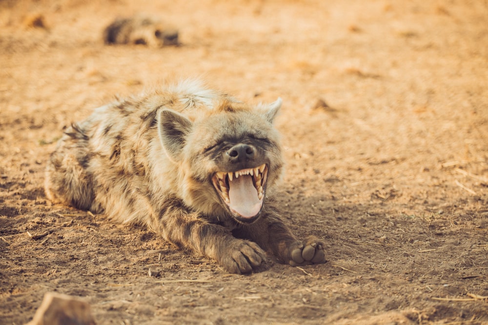 Spotted Hyena lying on the ground