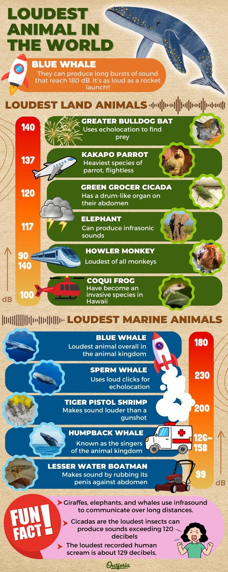 Infographic showcasing the loudest animals in the world. The blue whale is depicted as the loudest animal with sounds reaching 180 dB, equivalent to a rocket launch. A list of the loudest land animals includes the greater bulldog bat (140 dB), kakapo parrot (137 dB), green grocer cicada (120 dB), elephant (117 dB), and howler monkey (90 dB). Marine animals featured are the blue whale (180 dB), sperm whale (230 dB), tiger pistol shrimp (200 dB), humpback whale (126-158 dB), and the lesser water boatman (99 dB). Fun facts at the bottom mention that giraffes, elephants, and whales use infrasound for communication, cicadas can produce sounds over 120 dB, and the loudest human scream recorded is about 129 dB. Infographic is decorated with illustrations of each animal and icons representing their loudness.