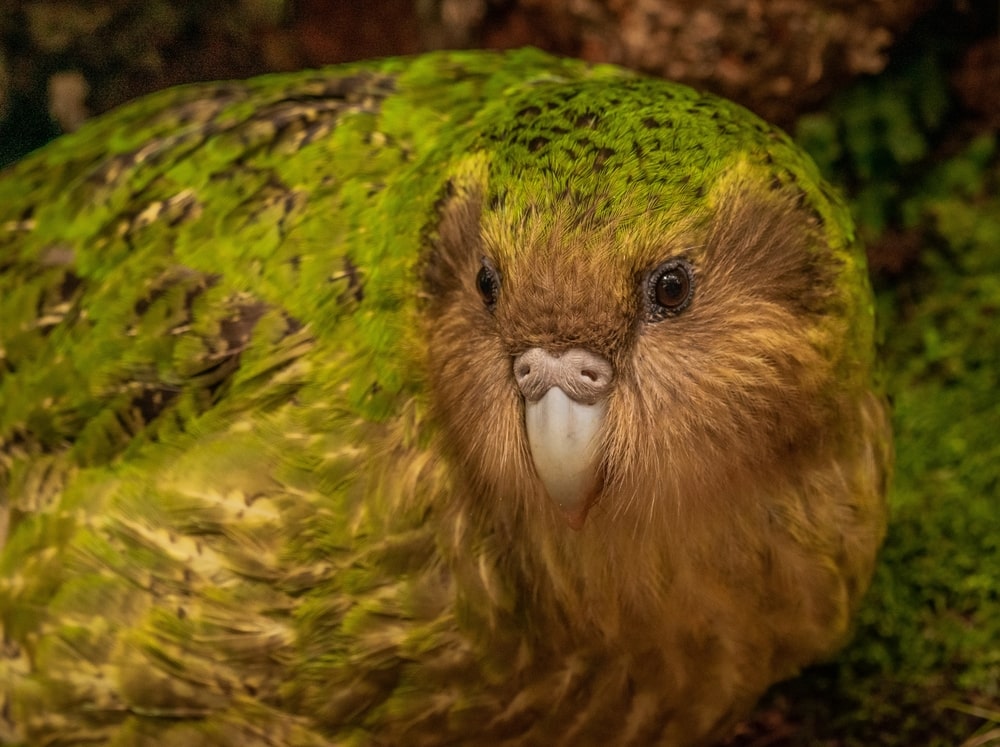 Close up of a kakapo parrot in New Zealand