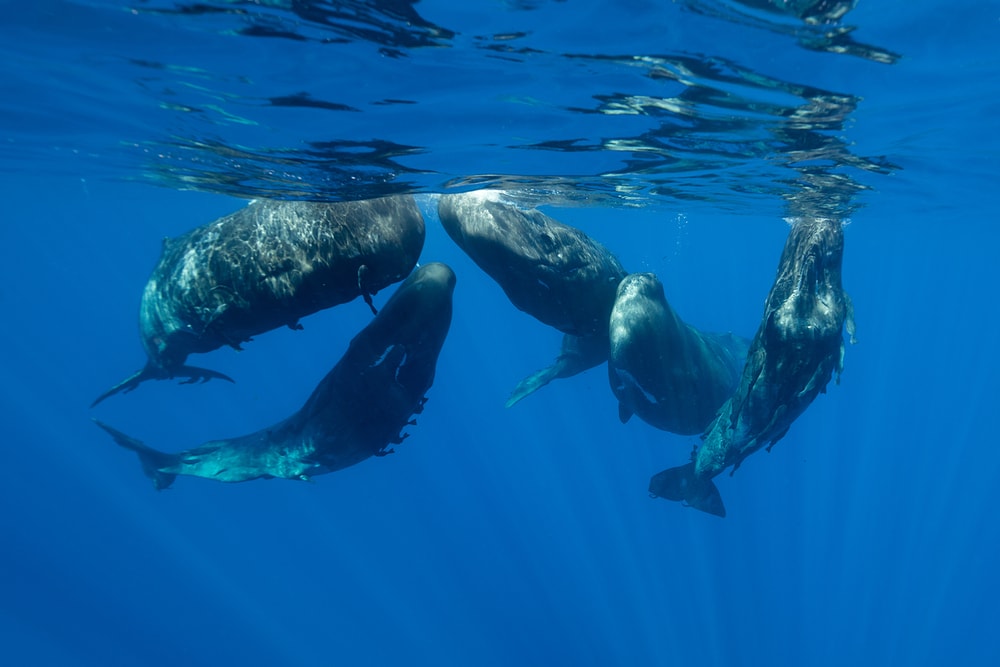 Sperm whales gathering in the ocean