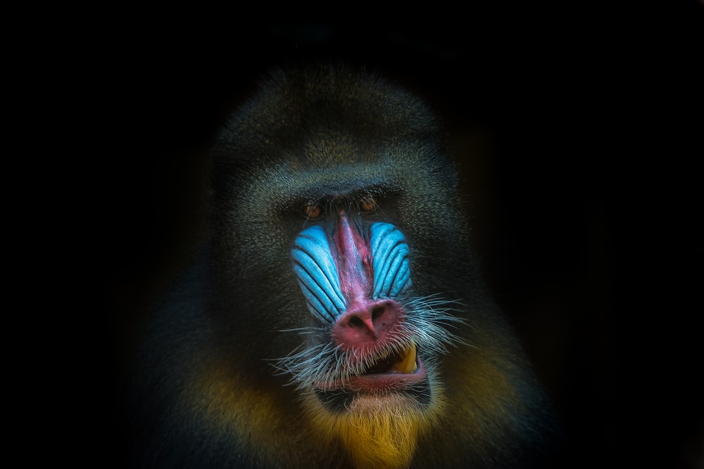 Mandrill face looking weird in black background