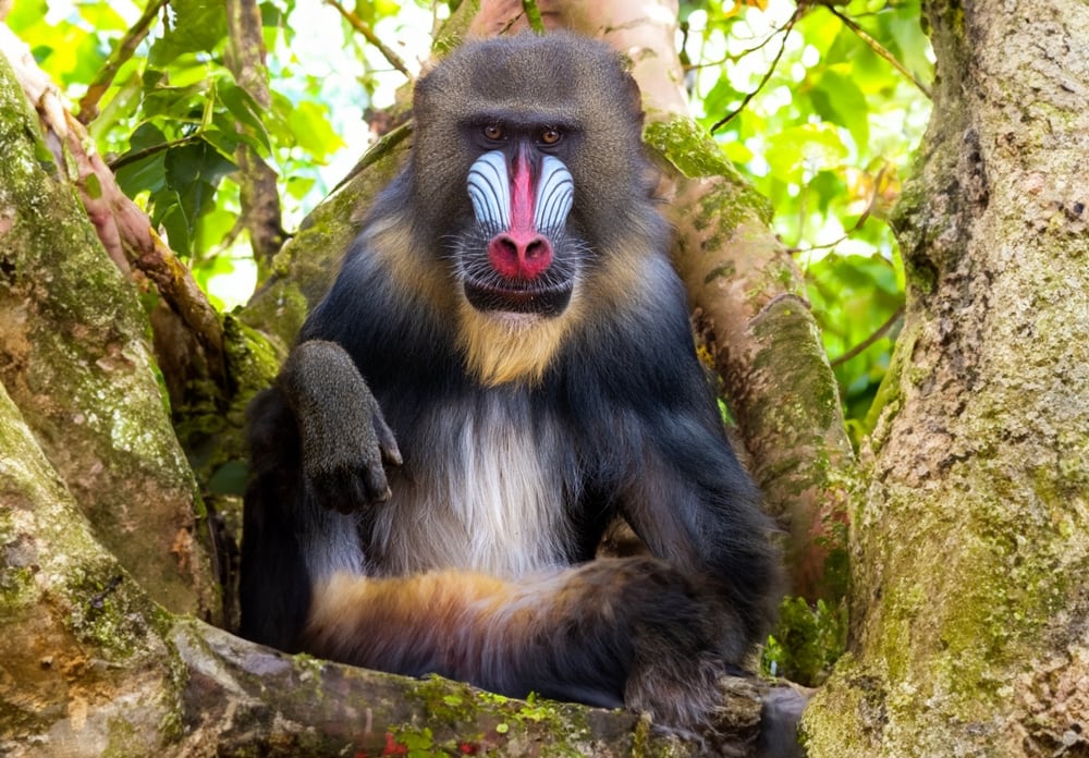 Mandrill sitting in the middle of a tree