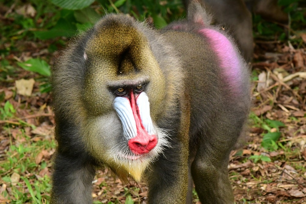 Mandrill looking sideways in the forest