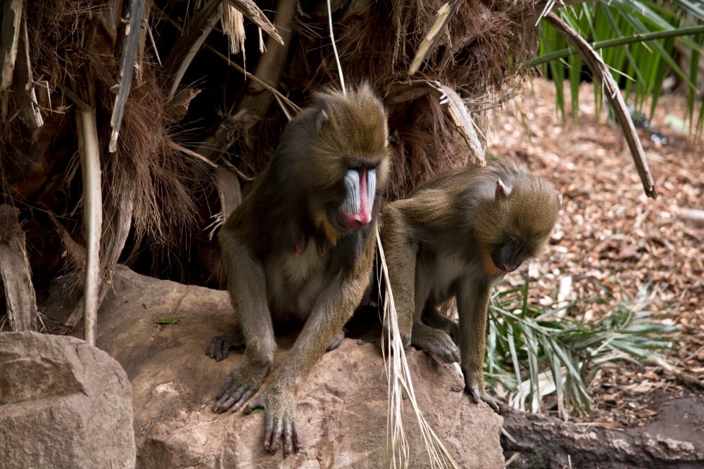 Two young mandrills playing under dry coconut tree