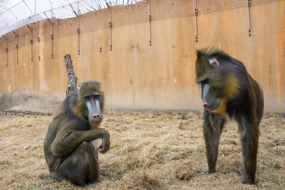 Two mandrills on the outside of a zoo